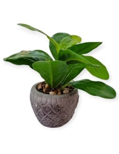 Maceta 15cm Ceramica C-planta Ra22949 Rey03