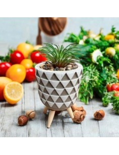 Maceta Nordica 14x7 5cm C-suculenta C-pie Madera G120-2019 Man02