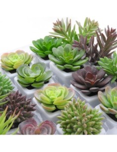 Maceta Ceramica C-penca-planta Surtido 14891-14895  Tar02