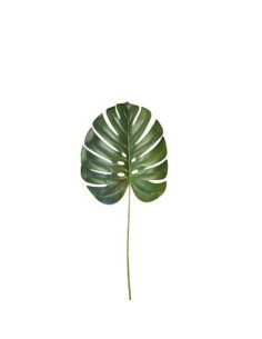 Hoja 70cm Monstera Fa102 1201924 Gfl01 Jun02 Man02