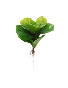 Planta Con Raices 35cm-55cm 2 Mod Fa308-fa570 Jun02