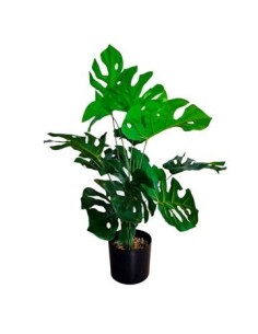 Maceta C-planta 65cm Piedras Monstera-palmera 25602445-25602444 Tal01