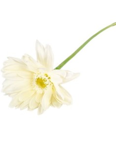 Vara 56cm Gerbera 03254 Cec03