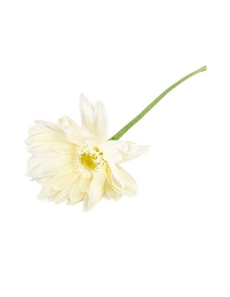 Vara 56cm Gerbera 03254 Cec03