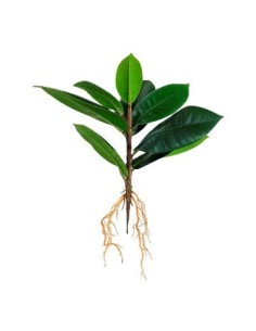 Planta 30cm 9 Hojas C/raiz Fa309 Jun02