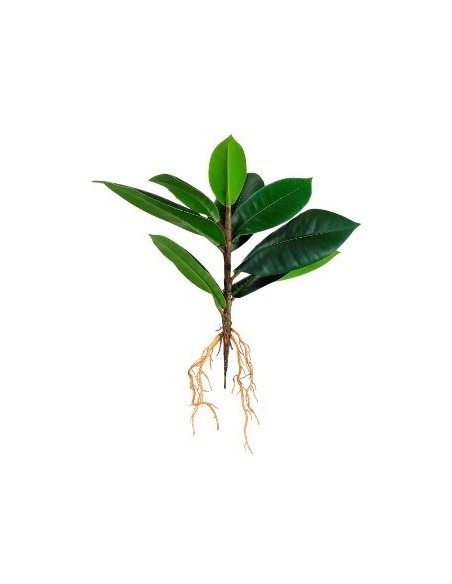 Planta 30cm 9 Hojas C/raiz Fa309 Jun02