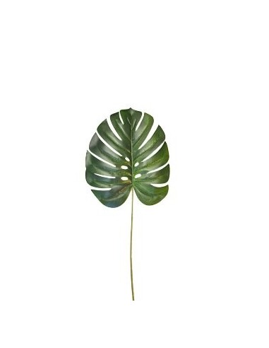 Hoja 70cm Monstera Fa102 1201924 Gfl01 Jun02 Man02