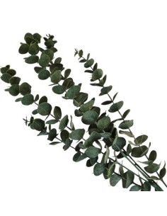 Vara 80cm Eucaliptus 25602134 Tal01