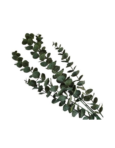 Vara 80cm Eucaliptus 25602134 Tal01