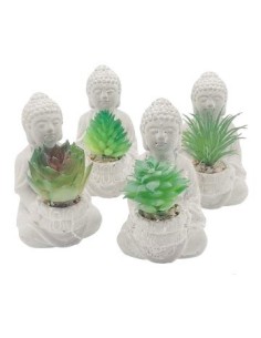 Suculenta En Maceta Buda 1203579 Man02