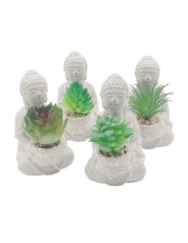 Suculenta En Maceta Buda 1203579 Man02