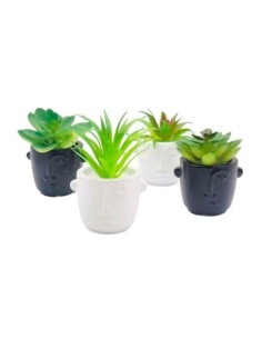 Suculenta En Maceta Mini Bco/ngro 1203590/1203589 Man02