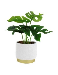 Maceta 10x25 C/planta Monstera Cr10 Gal01